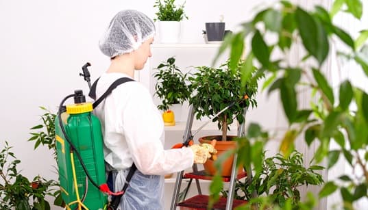 Weed Removal & Spraying service